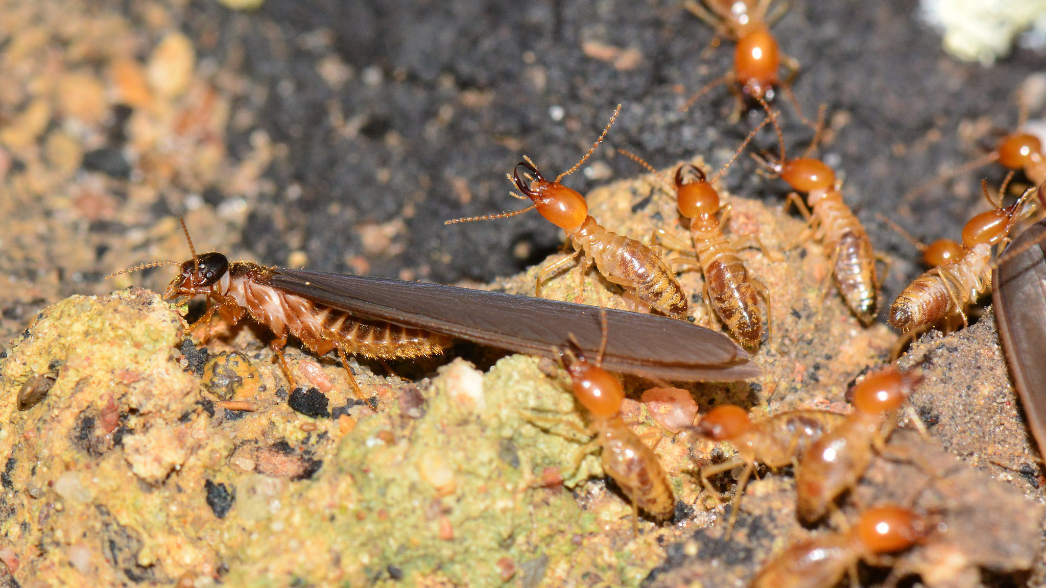 termiti-disinfestazione-napoli-ecosistem